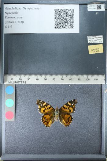 Media type: image;   Entomology 153094